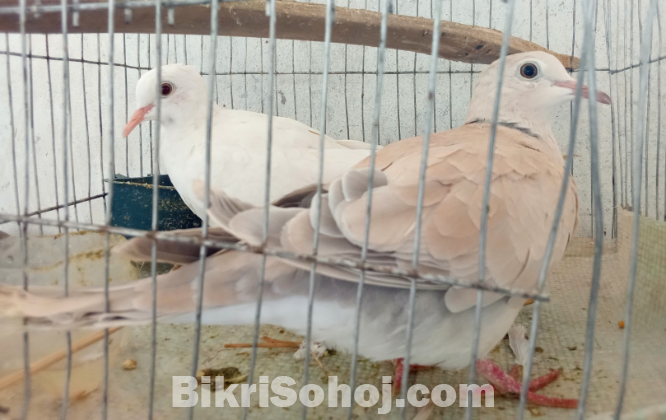 Australian dove